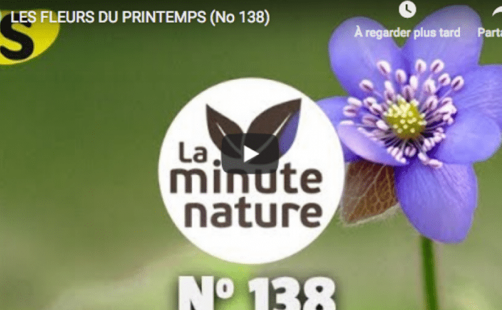 Les fleurs du printemps