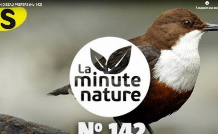 Le cincle plongeur, mon oiseau préféré