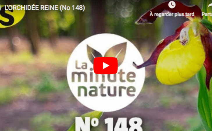 L’orchidée reine