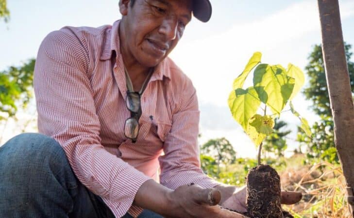L’Agroforesterie en Amérique du Sud