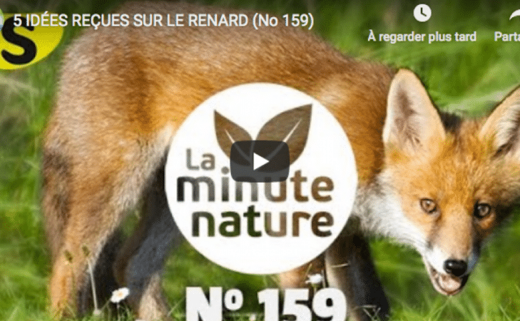 5 idées reçues sur le renard