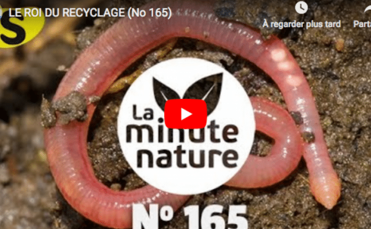 Le roi du recyclage