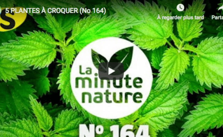 5 plantes à croquer