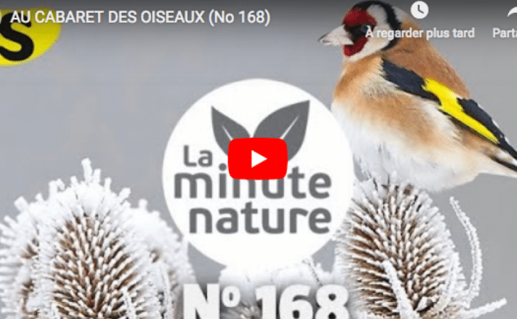 Au cabaret des oiseaux