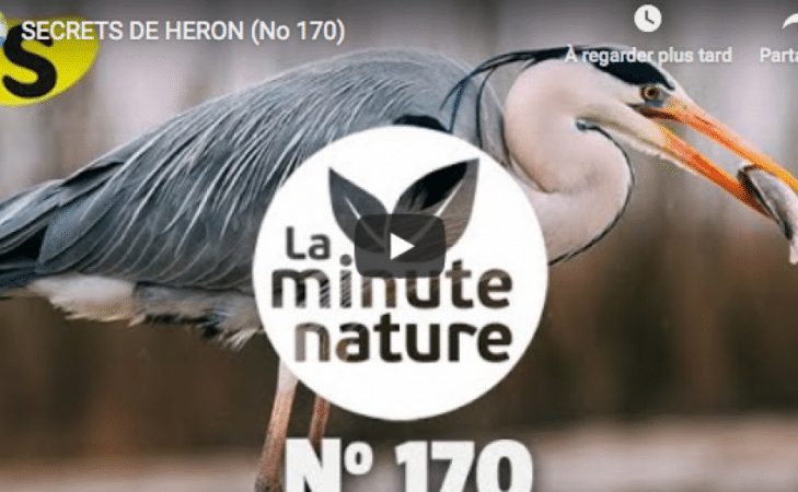 Secrets de héron