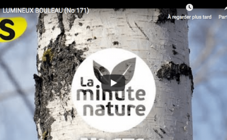 Lumineux bouleau