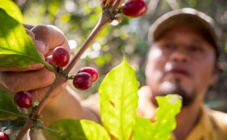 Le commerce équitable : une solution pour les petits producteurs ?