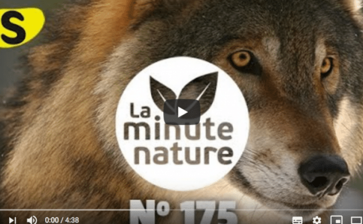 Dans la gueule du loup