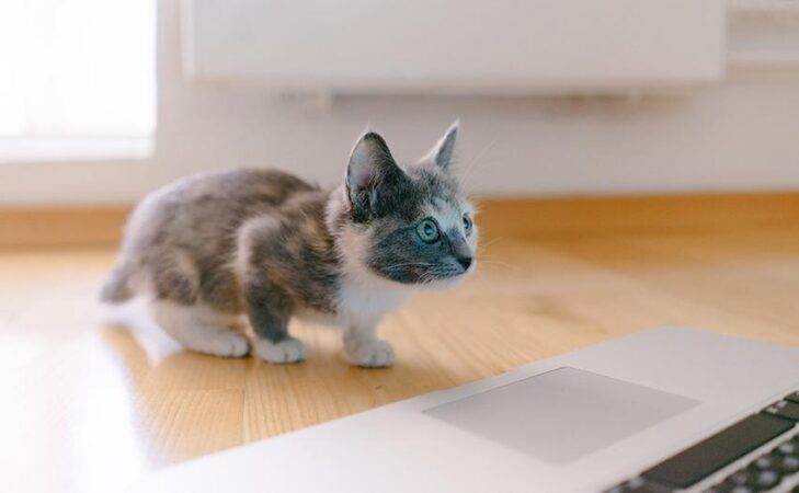 Chatons contre Covid 19
