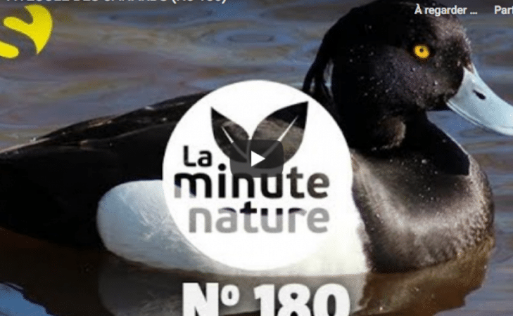 À l&rsquo;école des canards