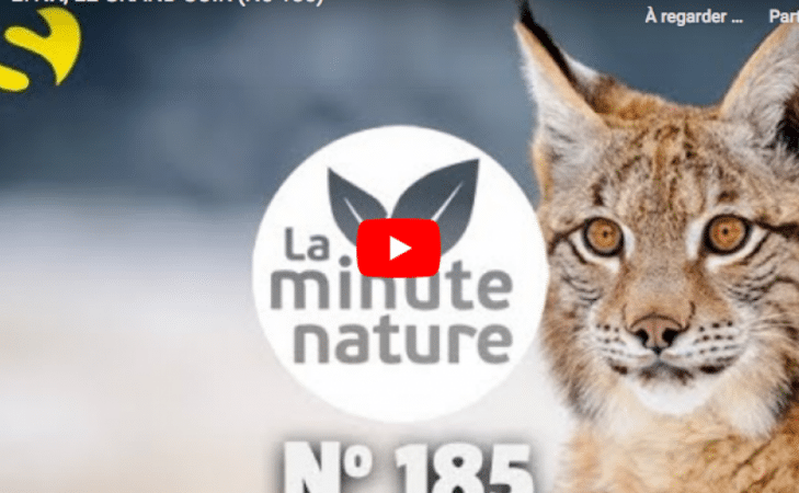 Lynx, le grand soir