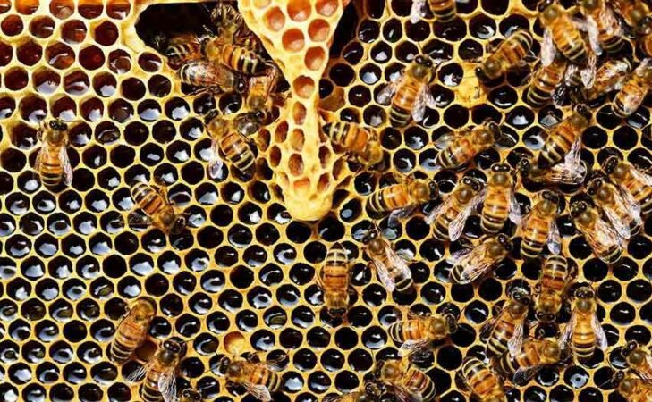 [Podcast] – Les abeilles pensent-elles ? Et à quoi nous font-elles penser ?