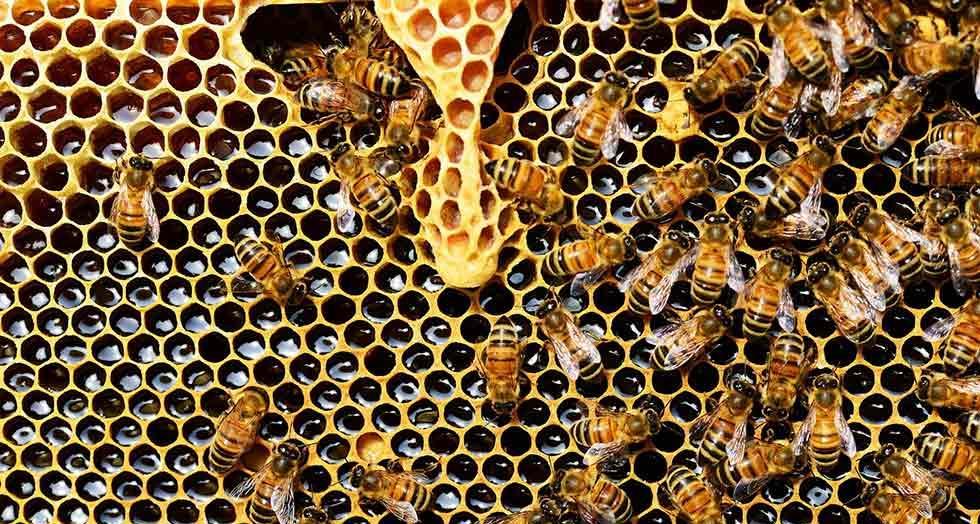 Abeilles 1 0 0 0 0 0 0 0 0 0 0