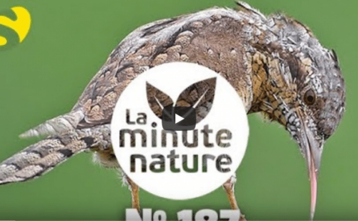Découvrez les 9 pics