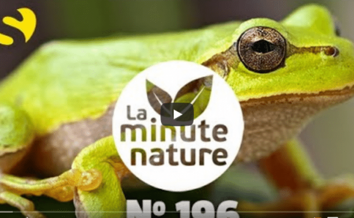 La chorale des rainettes