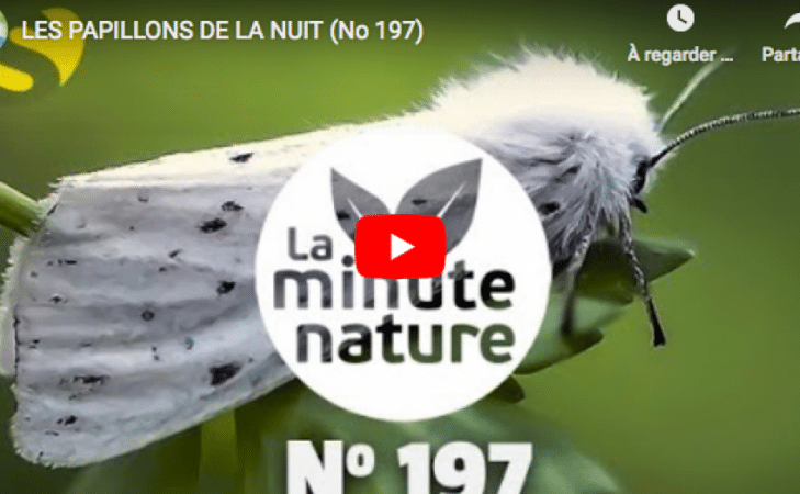 Les papillons de la nuit