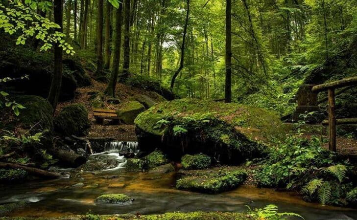 La forêt comme dernière demeure