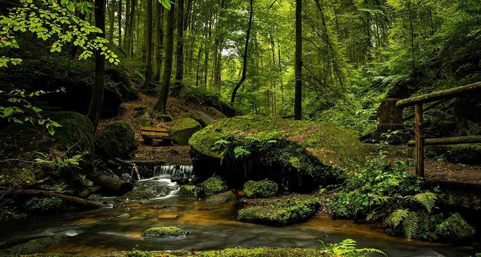 La forêt comme dernière demeure